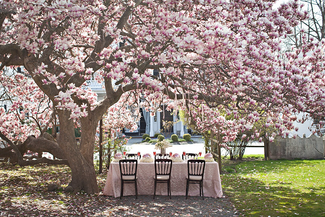 Magnolia Photo Shoot, Blush Printables